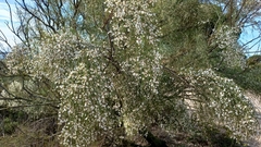 Retama monosperma