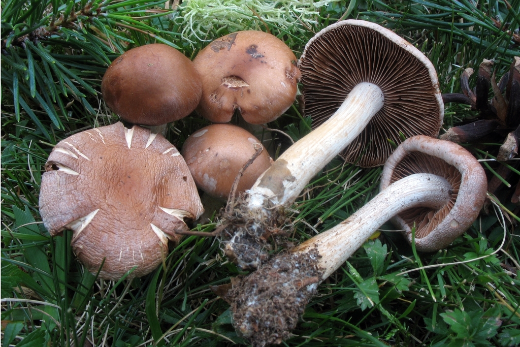 Naviculospora