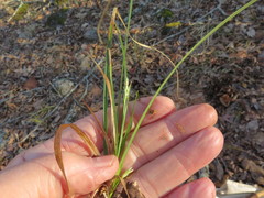 Carex floridana