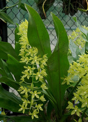 Grammatophyllum scriptum