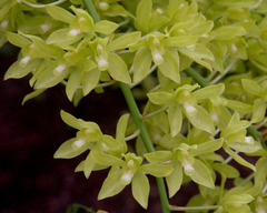 Grammatophyllum scriptum