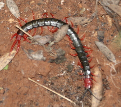 Cormocephalus nitidus