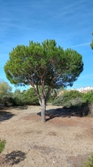 Pinus pinea