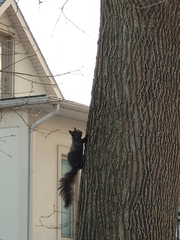 Sciurus carolinensis