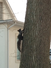 Sciurus carolinensis