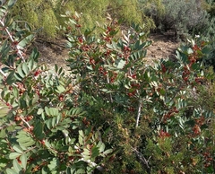 Pistacia lentiscus