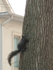 Sciurus carolinensis