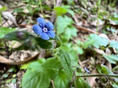 Thyrocarpus sampsonii