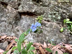 Thyrocarpus sampsonii