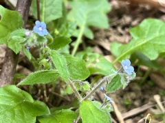 Thyrocarpus sampsonii