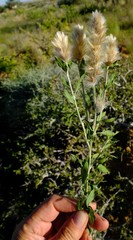 Leucosphaera bainesii
