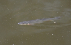 Opsariichthys bidens