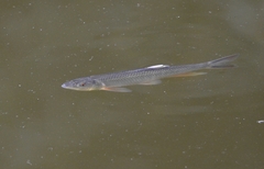 Opsariichthys bidens