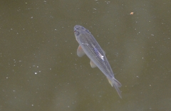 Opsariichthys bidens