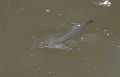 Hemiculter leucisculus