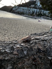 Tessaratoma papillosa