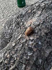Tessaratoma papillosa