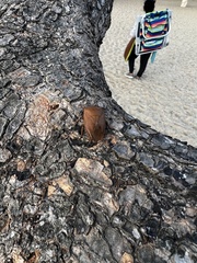 Tessaratoma papillosa