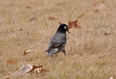 Spodiopsar cineraceus