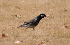 Spodiopsar cineraceus