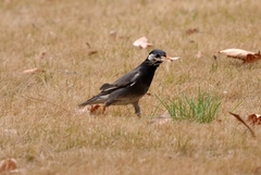 Spodiopsar cineraceus