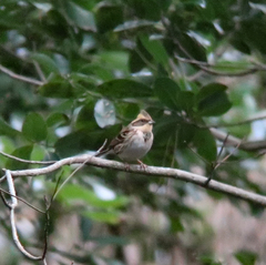 Emberiza elegans