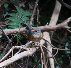 Turdus hortulorum