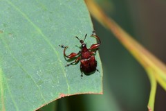Euops falcata