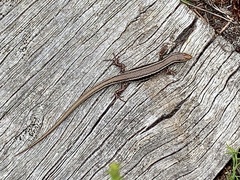 Ctenotus labillardieri