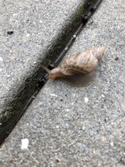 Bulimulus bonariensis