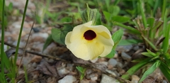 Thunbergia atriplicifolia