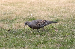 Streptopelia orientalis