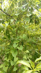 Dioscorea maciba image