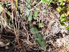 Opuntia drummondii
