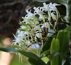 Cyrtorchis arcuata