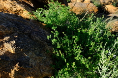Salvia garipensis image