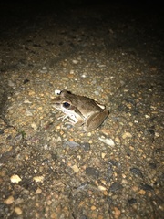 Litoria spaldingi