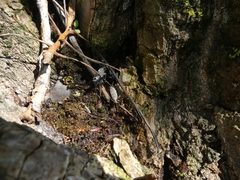 Anacampsis populella