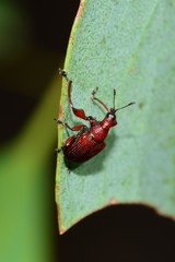 Euops falcata