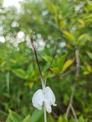 Rotheca microphylla