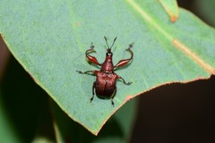 Euops falcata
