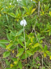 Rotheca microphylla