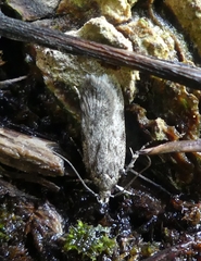 Anacampsis populella