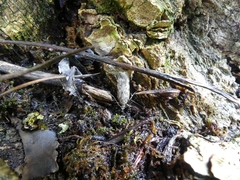 Anacampsis populella