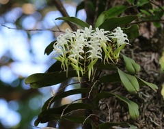 Cyrtorchis arcuata