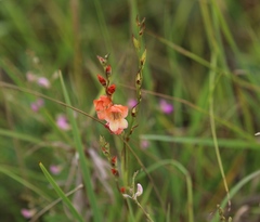 Gladiolus densiflorus