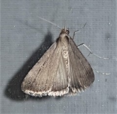 Tathorhynchus fallax