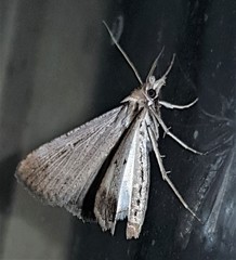 Tathorhynchus fallax