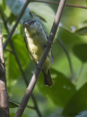 Pachyramphus