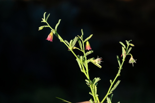 Hermannia affinis image